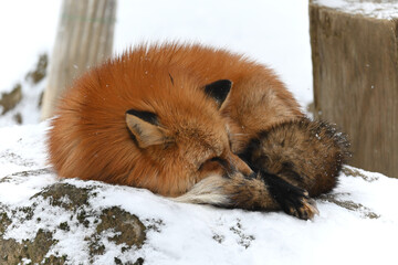 Obraz premium 雪の上で丸まって眠る冬毛のキタキツネ