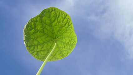 Foglia © Steve Fossiant