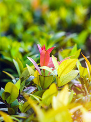 Obraz premium Vibrant red young shoots and green leaves of Syzygium australe or Australian Rose Apple. Beautiful ornamental shrub in tropical garden. Fresh red and green leaves of Brush Cherry. Syzygium myrtifolium