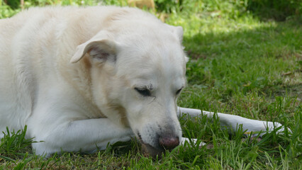 Meticcio maremmano © Steve Fossiant