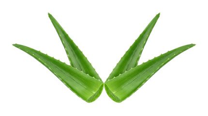 Naklejka premium Fresh green aloe vera plant leaves isolated object on transparent background for natural skincare and health