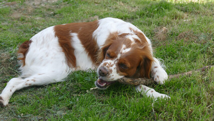 Spaniel breton © Steve Fossiant