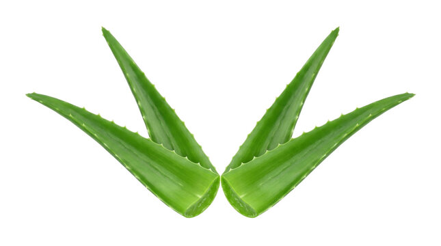 Fresh green aloe vera plant leaves isolated object on transparent background for natural skincare and health