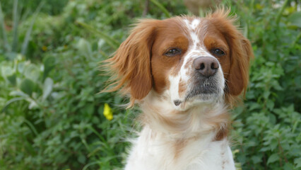 Spaniel breton © Steve Fossiant