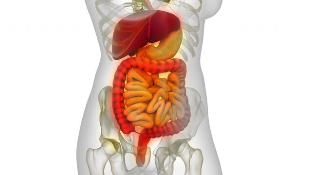 Human Digestive System Anatomy Animation Concept