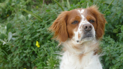 Spaniel breton © Steve Fossiant
