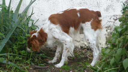 Spaniel breton © Steve Fossiant