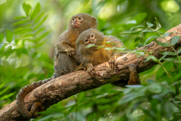 Pygmy Marmoset - Cebuella pygmaea, endangered primate from South American forests and woodlands, Brazil.
