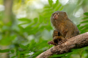 Obraz premium Pygmy Marmoset - Cebuella pygmaea, endangered primate from South American forests and woodlands, Brazil.