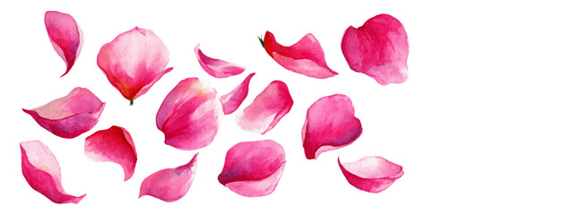 Fototapeta premium Pink watercolor rose petals scattered on white background, creating a soft floral border, symbolizing romance, love, beauty, nature, and delicate spring sensations