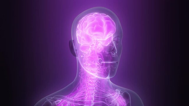 Central Organ of Human Nervous System Brain Anatomy Animation Concept