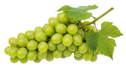 Isolated cluster of fresh green grapes with leaves close-up shot, studio image, food photography