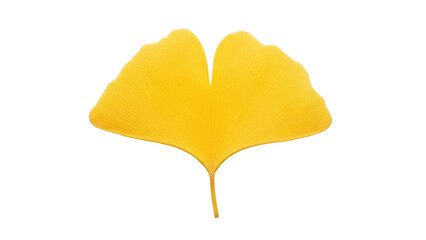 Naklejka premium Isolated bright yellow ginkgo leaf with veins, vivid deciduous nature, fresh botanical