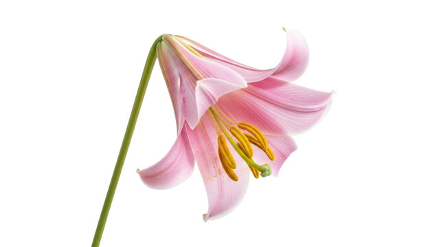 Isolated drooping flower Lilium rubellum showing yellow stamens on a plain field of view