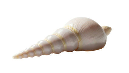 Isolated seashell, a marine snail shell spiraling into a sharp point with a smooth texture © Anneliese