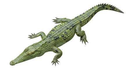 Fototapeta premium Isolated reptile showing scales and texture; a dangerous-looking Nile crocodile with sharp claws