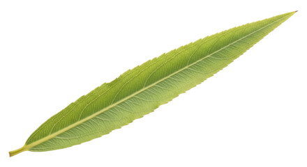Obraz premium Isolated Green Willow Leaf Studio Shot Still Life, Botanical Closeup, Natural Beauty