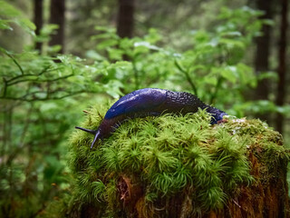 Bielzia coerulans in a coniferous forest in Carpathian Mountains. © Kulbabka