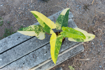 Closeup focus to fresh philodendron domesticum in he pot  © rukawajung