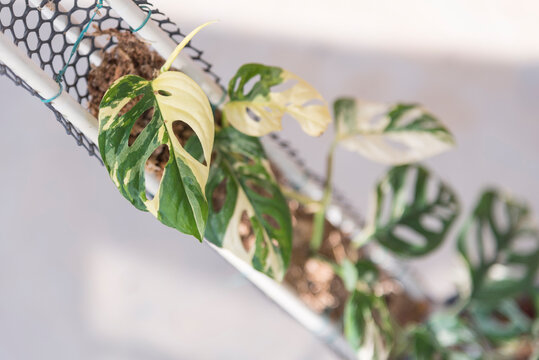 Monstera Acuminata Albo Varigated in the pot - swiss cheese albo  Varigated