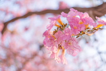 Obraz premium Pink trumpet tree row with Mist in sunrise time / Pink trumpet with sunrise