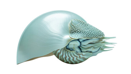 Isolated Chambered Nautilus on Display, a marine animal related to the octopus and squid © Anneliese