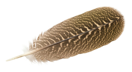 Isolated mottled feather of a bird for craft design, decoration and nature concepts, closeup