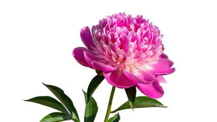 Isolated bright pink peony flower on a stem, vibrant petals and green leaves, summer blossom