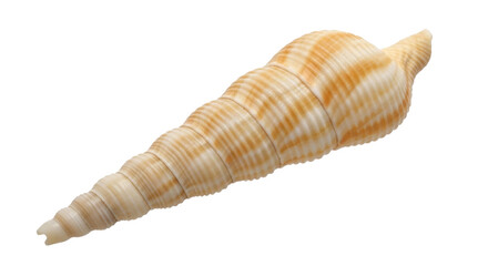 Isolated turret seashell, slender marine mollusk with spiral shape, beige and orange stripes © Marigold