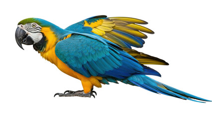 Isolated blue and gold macaw with wings open standing in a dynamic pose in studio shot © Anneliese