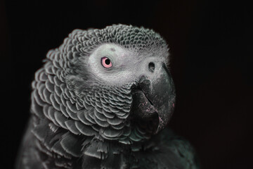 black and white parrot © mxxiimk