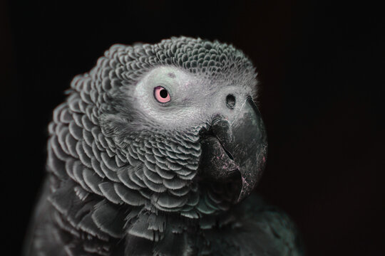 black and white parrot