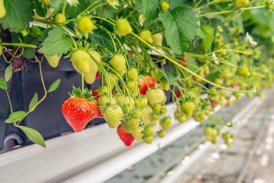 Strawberry plants with ripening strawberries in greenhouse horticulture.
