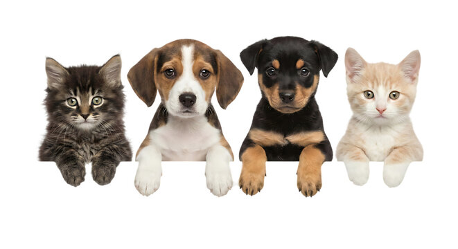 Isolated dogs and cats peeking over a web banner extracted on a transparent background