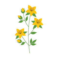 hypericum flower isolated