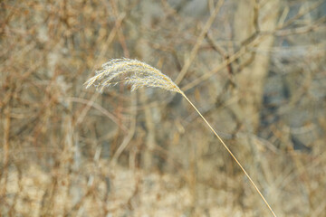 겨울 풍경 속 하나의 억새풀 풍경 