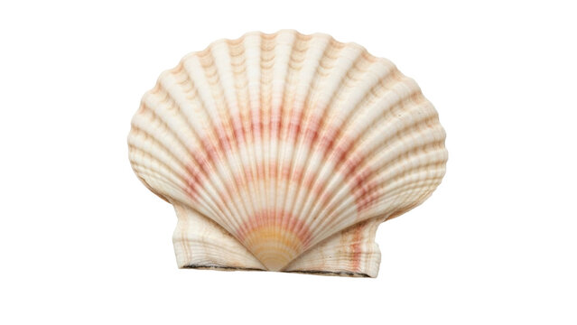 Isolated scallop seashell is light colored with delicate pink accents, perfect for designs