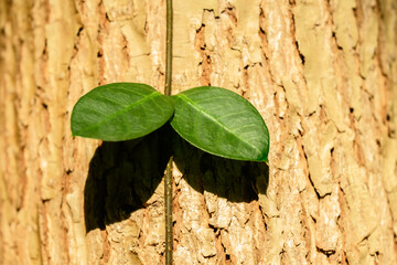 나무를 타고 자라는 녹색의 어린 풀잎 