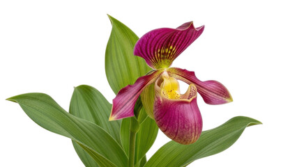 Isolated Paphiopedilum orchid bloom, an elegant and striking flower, photographed in studio, blooming © Solene