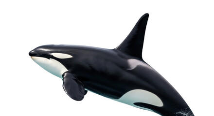Isolated Killer Whale Leaping Out of the Water, a Majestic Sea Creature With Unique Markings © Cedric