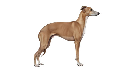Obraz premium Isolated Light Brown Greyhound Dog Standing Tall, A Sleek and Elegant Hound Portrait