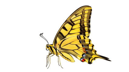 Isolated Colorful Butterfly with Wings, Elegant, Striking, Delicate Flying Insect © Friedrich