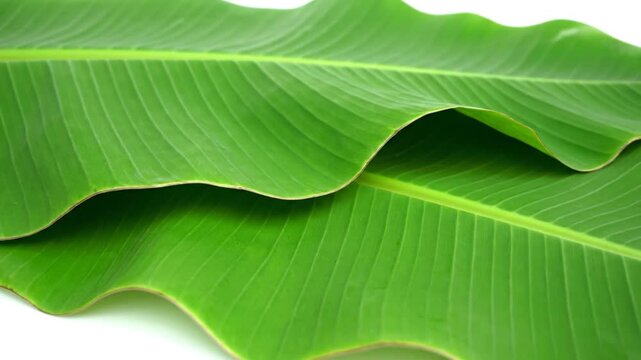 Green banana leaves on white.