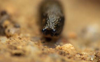 Portrait of spanish slug on ground. Macro animal background