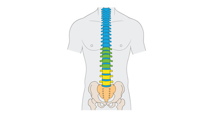 A human torso displays a colorful, segmented spine and pelvis.