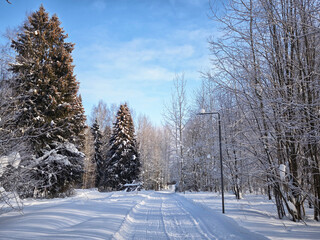 Obraz premium Bright winter forest road with fresh snow under blue sky showing trees in cold weather and sunlight creating clear landscape