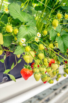Strawberry plants with ripening strawberries in greenhouse horticulture.