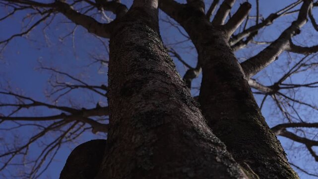 [8K to 4K] 真冬の公園にそびえる葉落ち大木のシルエット、煽り構図