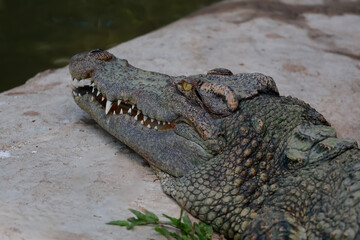 Obraz premium The crocodile is show head near the river
