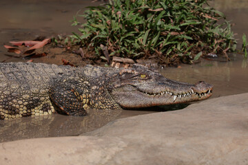 Obraz premium The crocodile on the river near canal